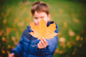 Maple Leaf Boy